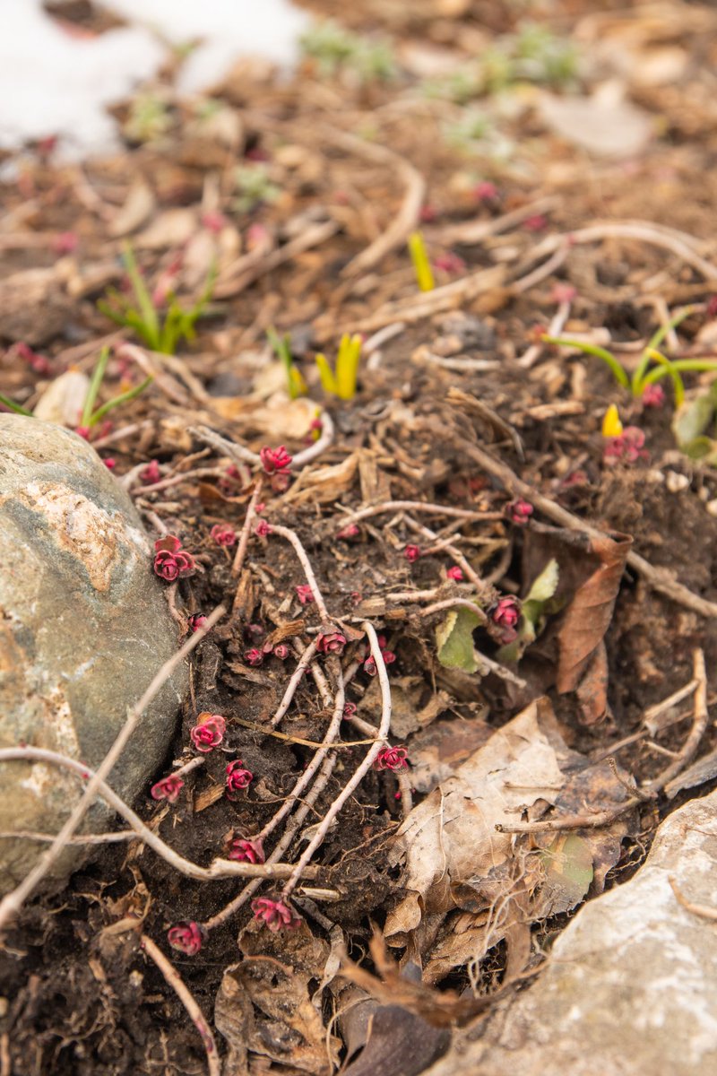 CentralFred's tweet photo. Happy first day of spring! 

This year you have to search a little harder to find the signs of spring, but if you look closely... you'll find 'em! Here are some from a walk I took this evening. 🌱

Looking forward to seeing more of you out and about with the warming days ☀️ https://t.co/rdwVpzpVfH