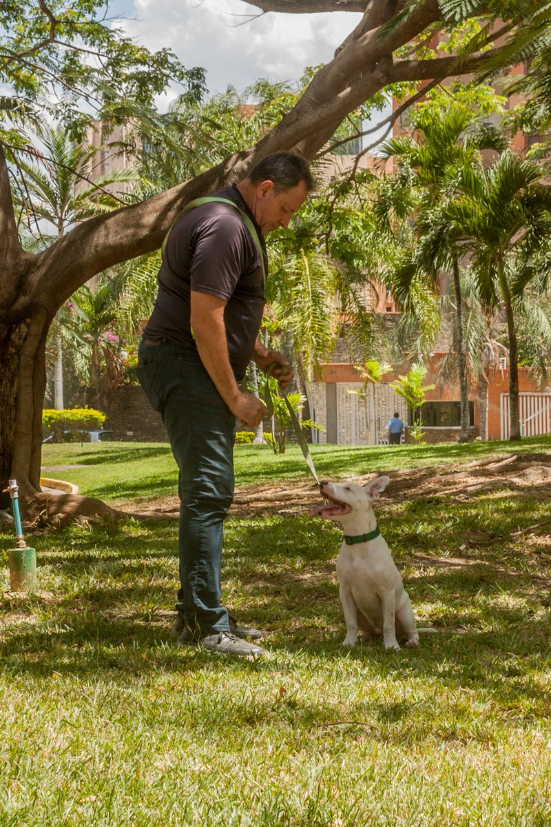 vodkcan's tweet photo. Bienvenido Broco de la raza #PitBull en su Adiestramiento Básico.

#AdiestramientoCanino #EducaciónCanina #ObedienciaCanina #Vodkcan  #EscuelaCanina #PerroEducado #PitBullTerrier #PitBullDog  #AdiestramientoDomicilio #EntrenamientoADomicilio https://t.co/dHjdeDVYMr