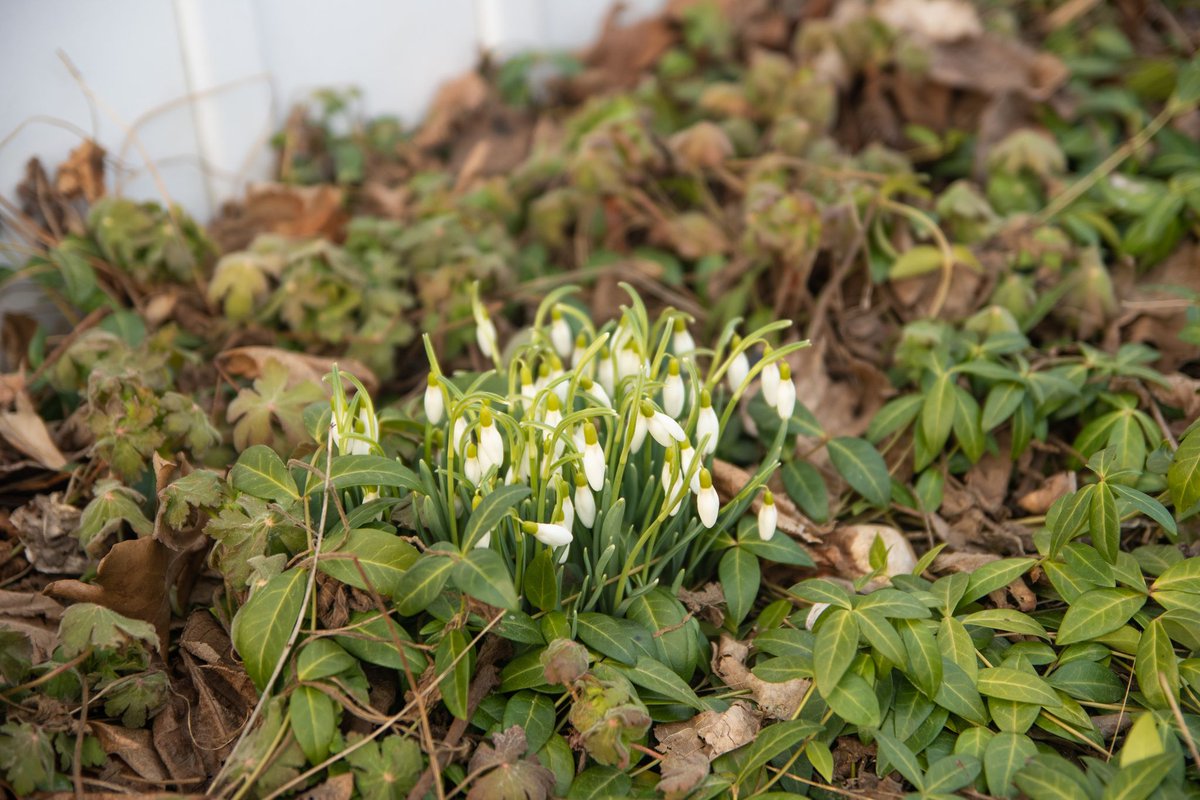 Happy first day of spring! 

This year you have to search a little harder to find the signs of spring, but if you look closely... you'll find 'em! Here are some from a walk I took this evening. 🌱

Looking forward to seeing more of you out and about with the warming days ☀️