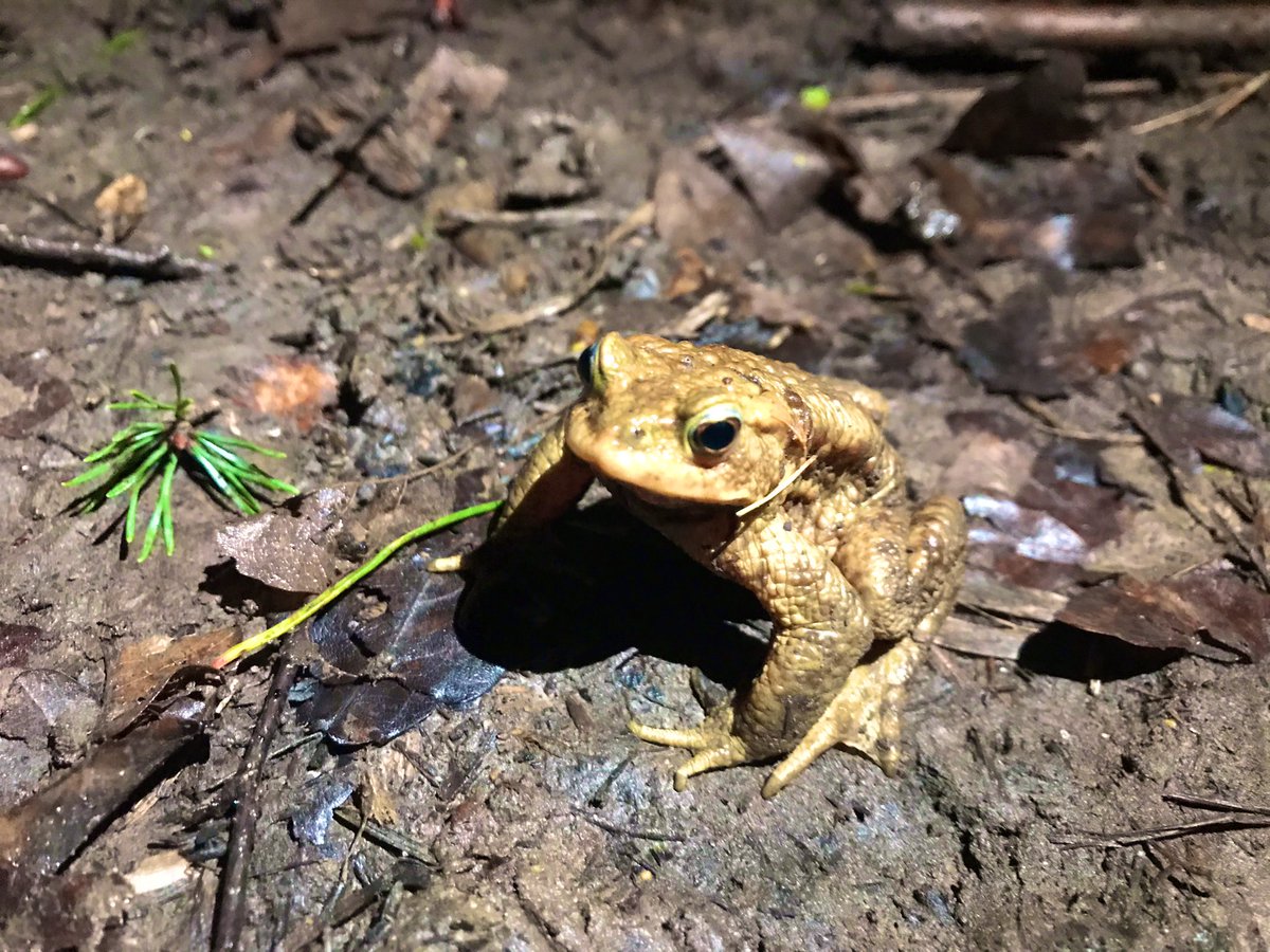 thatsyourplot's tweet image. A night time stroll, and found a friend
