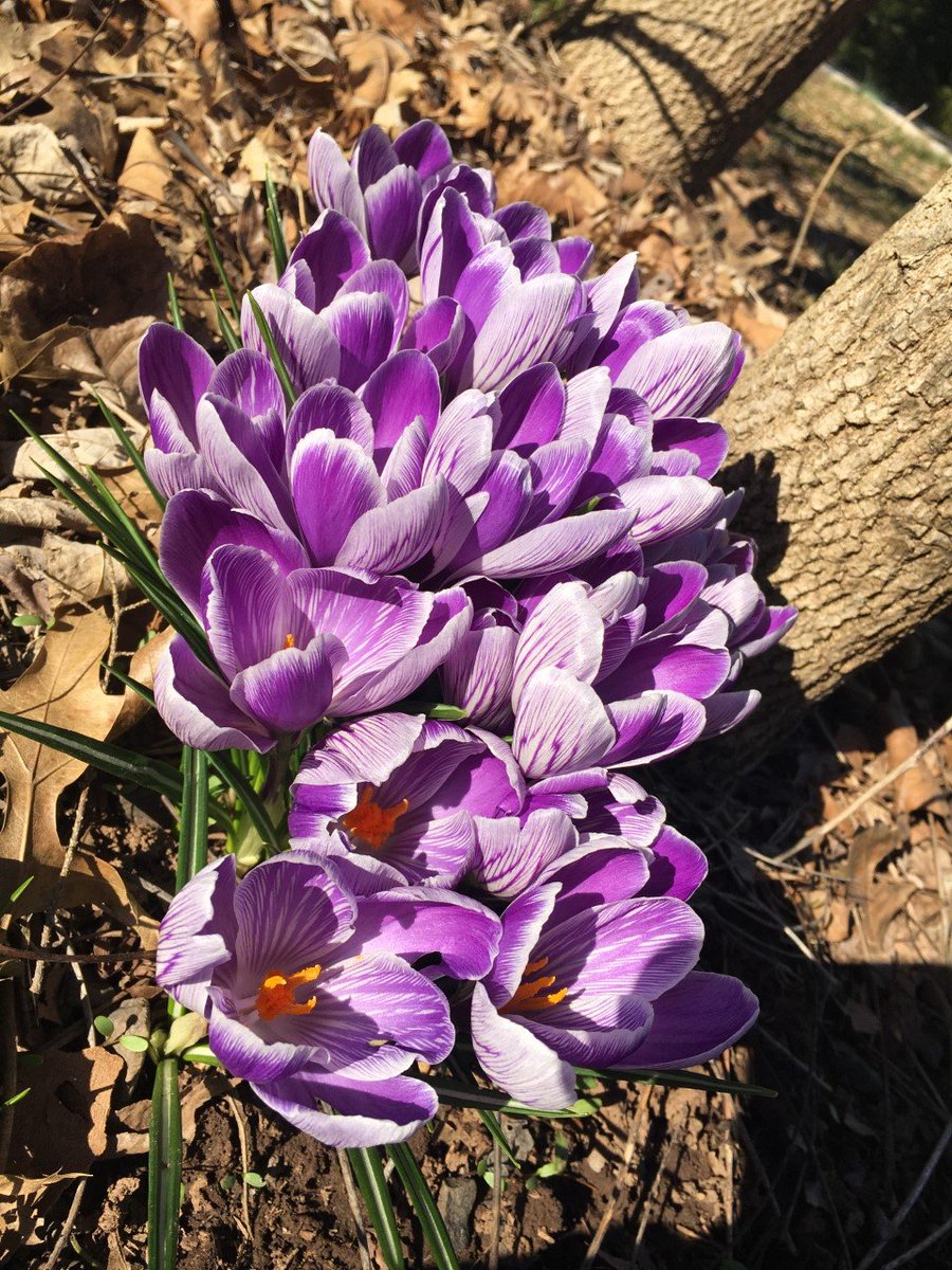 crystal63's tweet photo. #HaPpY1stDaYofSpring~~~
~*2023*~ https://t.co/lVyoZ35uMK