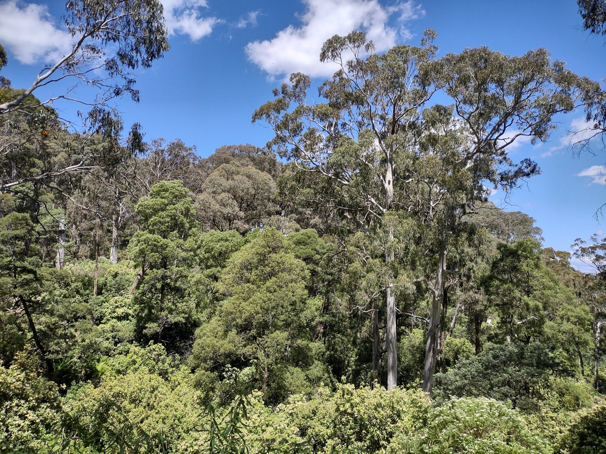 ourstrathforest's tweet photo. About 100 supporters from near &amp; far gathered last week to hear about stopping #plannedburns in Strathbogie #forests &amp; look for endangered #GreaterGliders

Hundreds of gliders will be killed &amp; habitat trees lost to fire.

Are you listening @IngridStitt @LilyDAmbrosioMP?
#springst https://t.co/3m3CJQ01x2