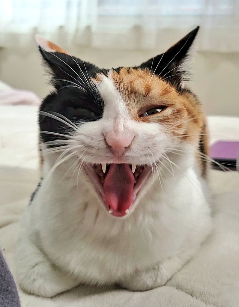笑う門には福来る

#猫 #三毛 #保護猫 #ハチワレ #猫がいる幸せ #ガオー曜日 https://t.co/hD3cx4xJr4