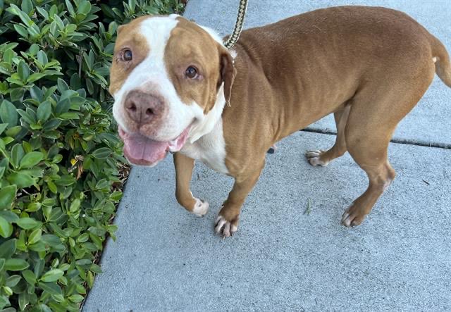 nasrene41's tweet photo. 3/20/23 #RED IS STILL ALIVE! Losing hope to finding #FOSTER in time to save him before @AdoptMiamiPets kills him! Please #SHARE #PLEDGE #RESCUE #ADOPT #MDAS #SaveRED #SaveCharlieAct @kionnemcghee @MayorDaniella @SupportPets @BISSELLPets
https://t.co/nCP7QSJYrW https://t.co/OpkaXIC6lS