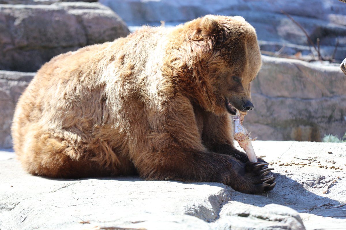DecodingDadhood's tweet image. I snapped this photo yesterday at the zoo. I feel like it has meme potential if the @ChicagoBears are any good this year. What do you think @BN_Bears?