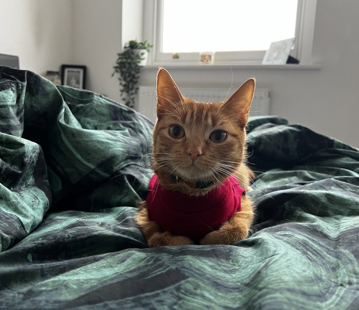 kyrasutton's tweet photo. Magatron in her little suit while she gets better ❤️❤️❤️ https://t.co/m5Ep1m2tLO