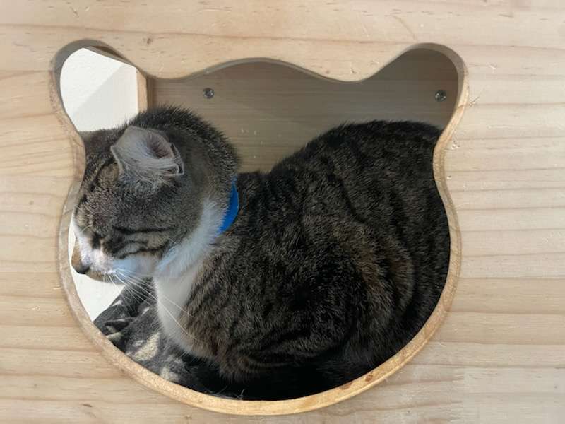PawsUpTampa's tweet photo. Meet Oreo! He's a a 3 year old domestic short hair, and is a self proclaimed good boy. Come visit Orea and his friends at the @HumaneTampaBay! https://t.co/KGvVMJt8SR
