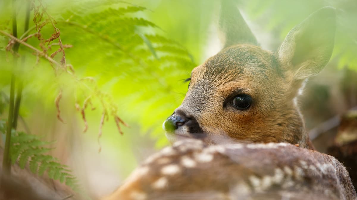 Jendeavour's tweet image. Oh my goodness the *BAMBI* ❤❤❤🦌 #WildIsles ep2
*squeeeee*
#tinyjoys