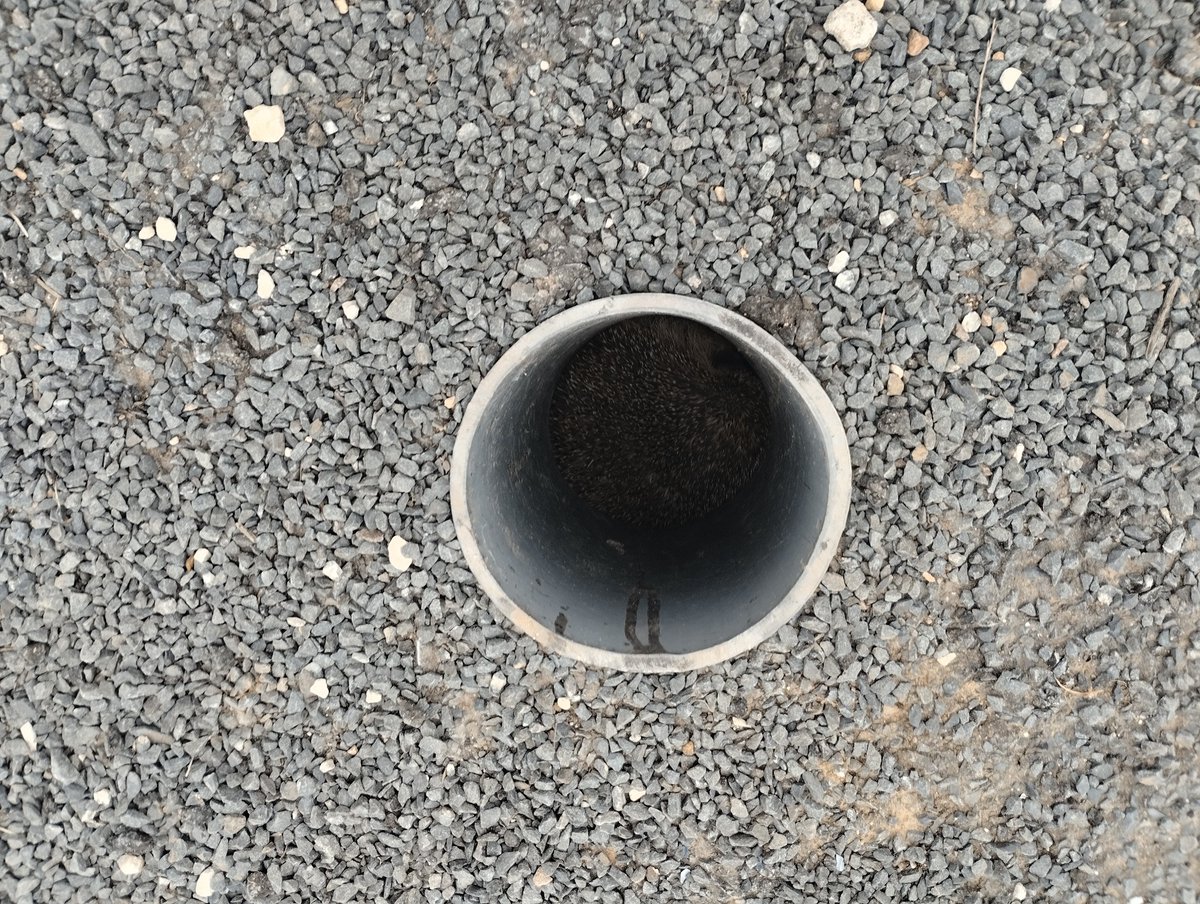 NicolasKlatka's tweet image. Nouvel exemple de #piège en zone urbaine pour la petite faune terrestre... #sos #hérisson ce matin d&apos;une habitante de Fontenay-le-Marmion (Calvados), géré ensuite par le maire adjoint et des agents de la commune (qui ont remis les poteaux de balisage après le #sauvetage).