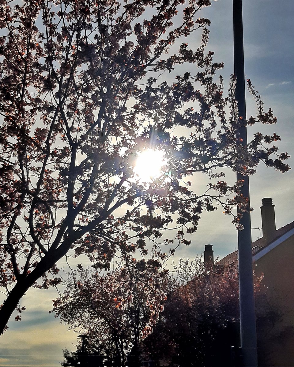 celesgalan64's tweet photo. Al caer el #Sol , #contraluces 😊 https://t.co/WIJjLeb0mb