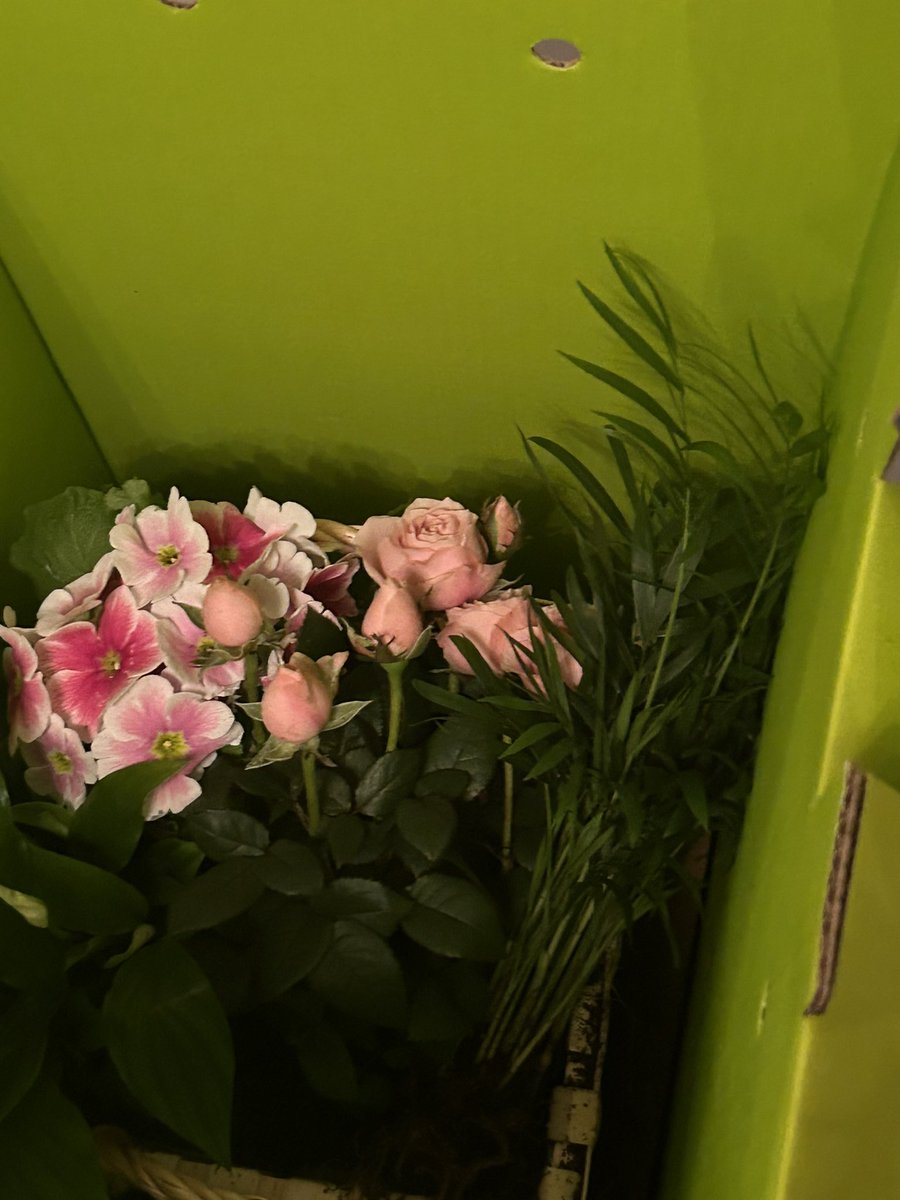 shellenunn's tweet photo. @skutterdan2 @waitrose @YodelOnline They told me that dirt may have shifted and to just rearrange it! Ok then no amount of rearrangement will sort out flat plants yet another happy customer !! NOT https://t.co/1O8G1GXQgg