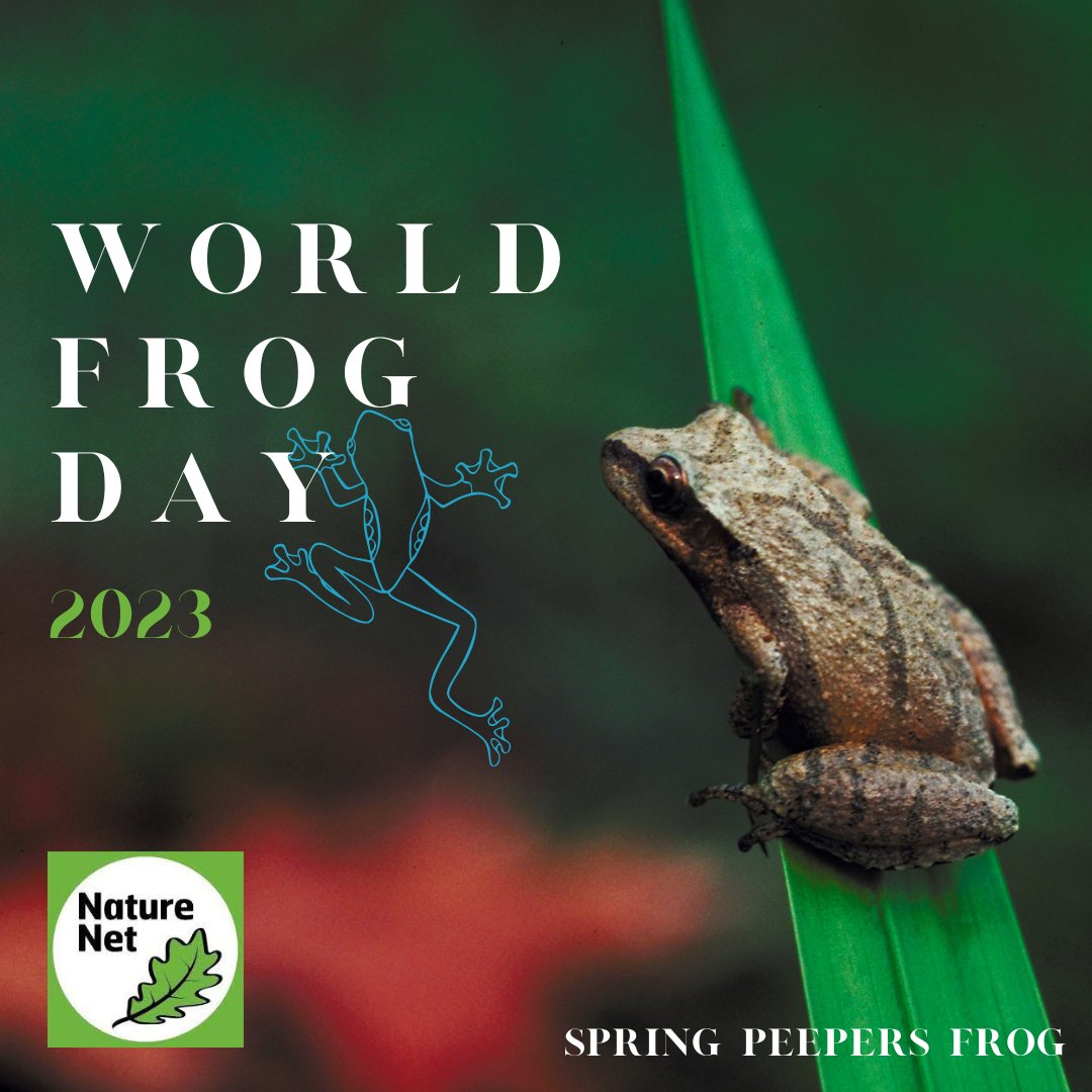 Happy World Frog Day! From endangered Blanchard's Cricket Frogs to Spring Peepers, Wisconsin has lots of species to celebrate! Want tosee some frogs in person? Check out the Herpetarium at @HenryVilasZoo to see the 8 species of frogs they care for! bit.ly/3EUYw4z
