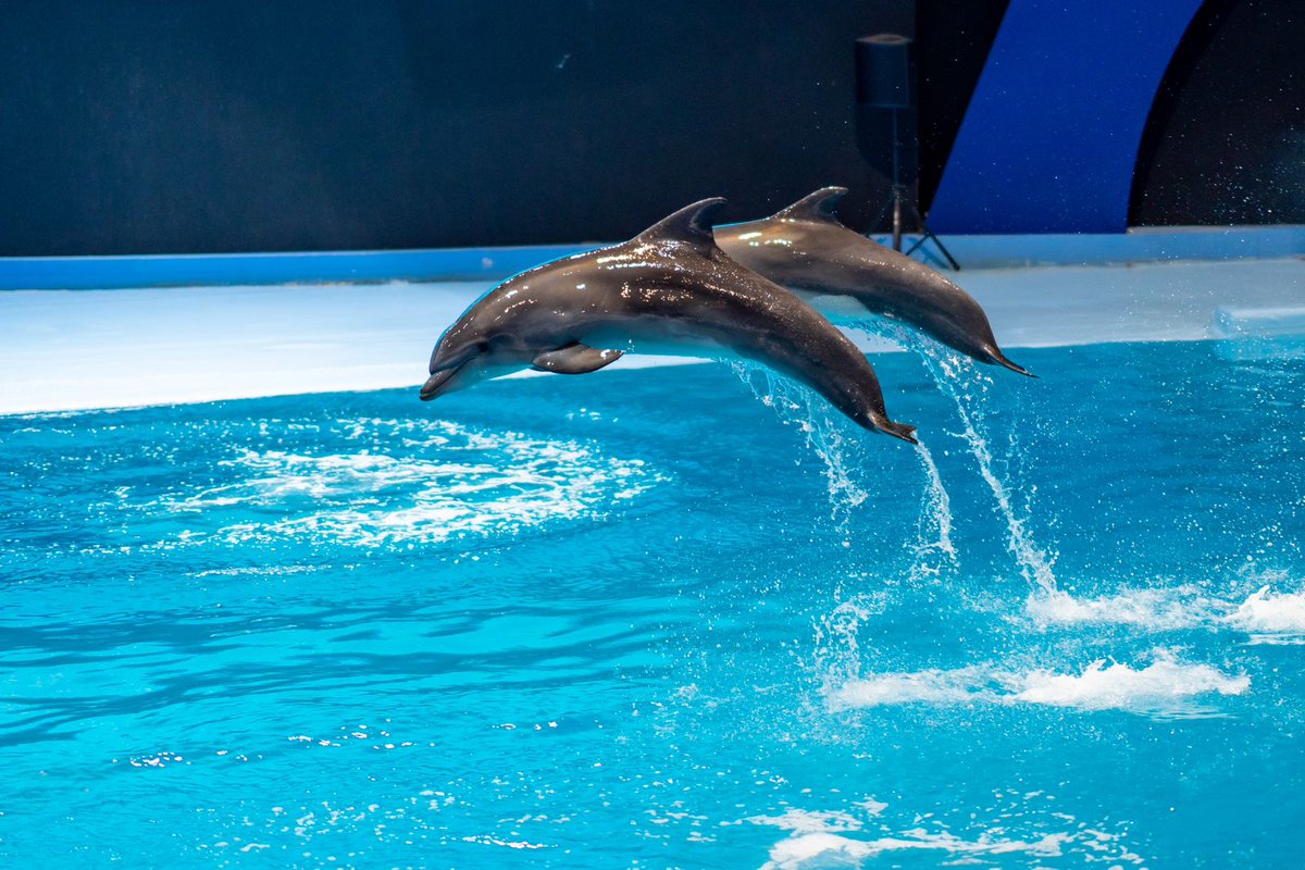 موسم الرياض | Riyadh Season tweet media