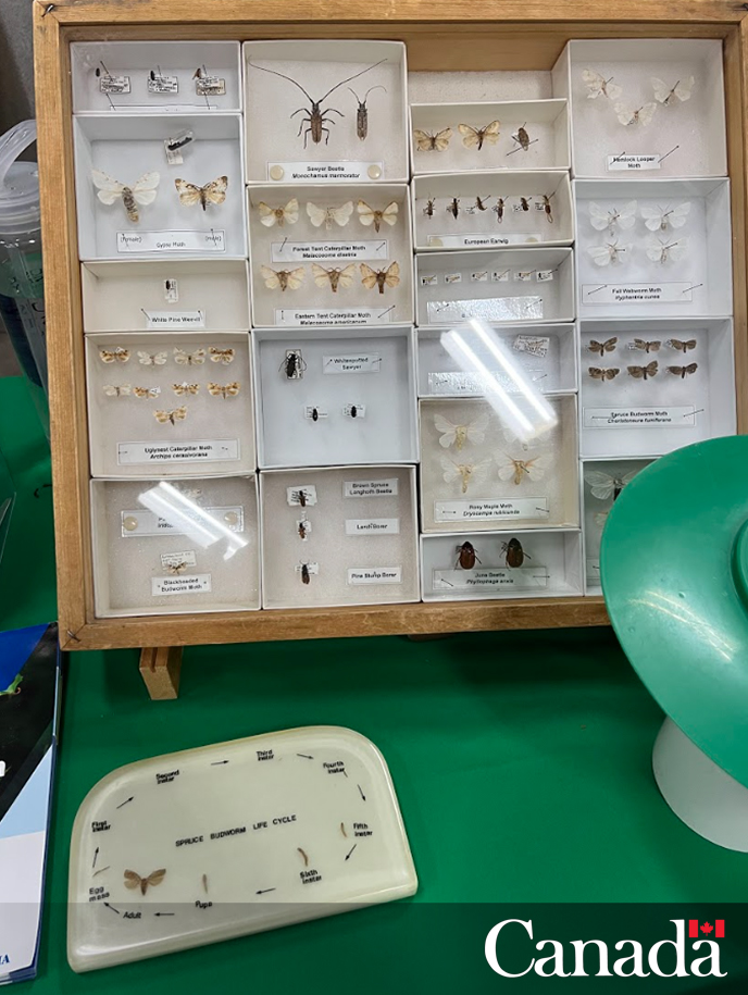 Ever wondered what an #AsianLonghornedBeetle, #EmeraldAshBorer, #SpongyMoth, or #SpottedLanternfly look like? 
 
 At the Atlantic Outdoor Show with @NRCan, we gave a closer look 🔎 at those invasive pests.
 
For more on the invasive species: bit.ly/3UdicXi
