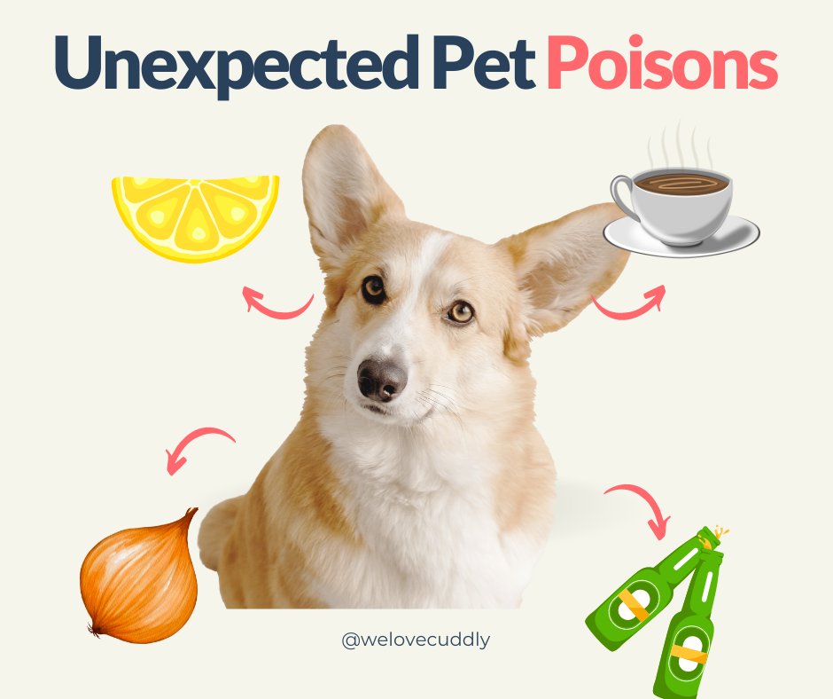 welovecuddly's tweet photo. Our furbabies can't tell if something will be good or bad for them...

Learn about foods that you may not have realized can be harmful to your pet: https://t.co/bbWg3eCffA

#CUDDLYblog #infographic #petfood #pethealth #petpoisons #animal #pet #petblog https://t.co/NAJdp0J0zB