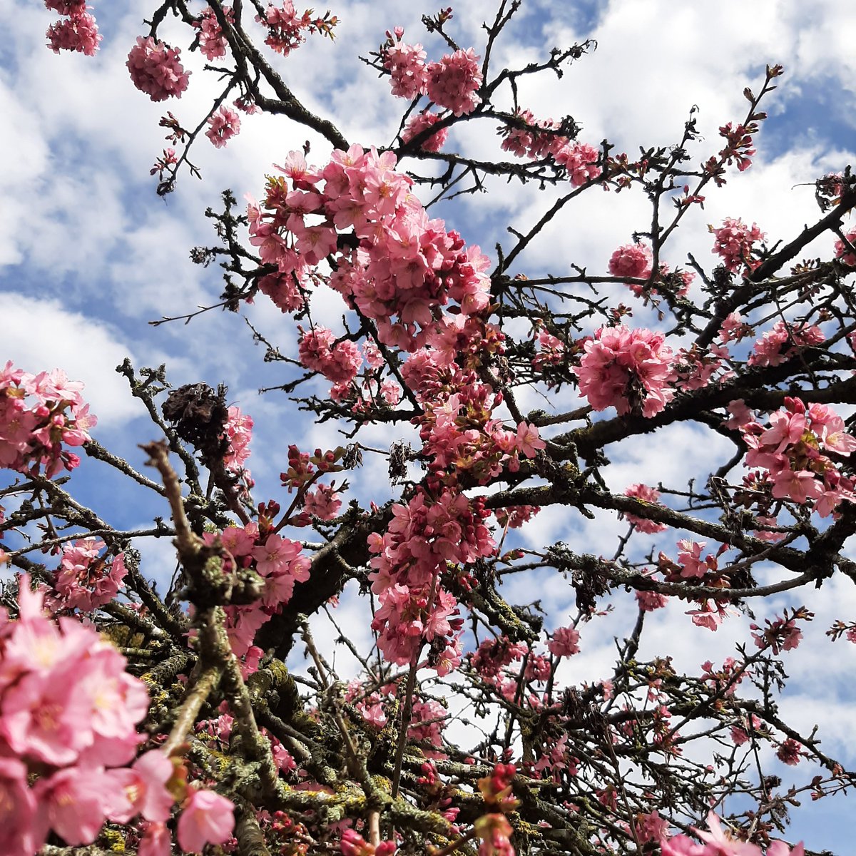 MurmurousHum's tweet image. Spring equinox blossom for #smallbeautieshour #becauseofclem #spring  #takecare