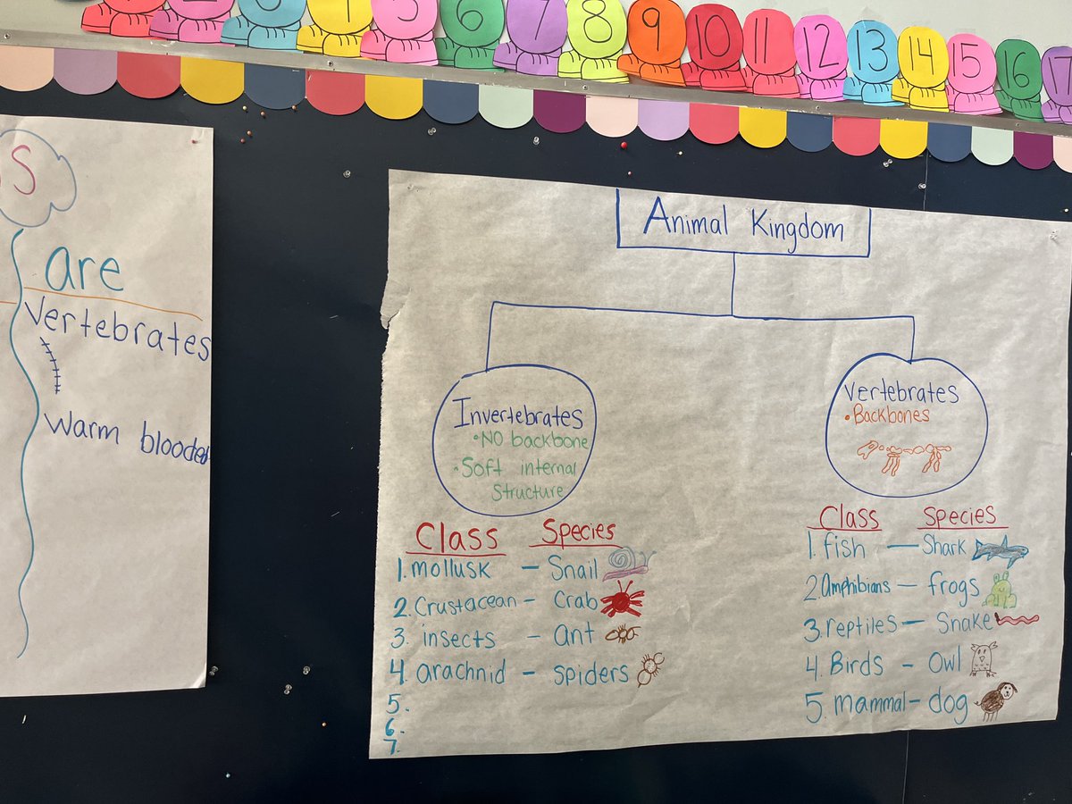 Learning about invertebrates and vertebrates in kinder #parkviewSTEM #Parktastic