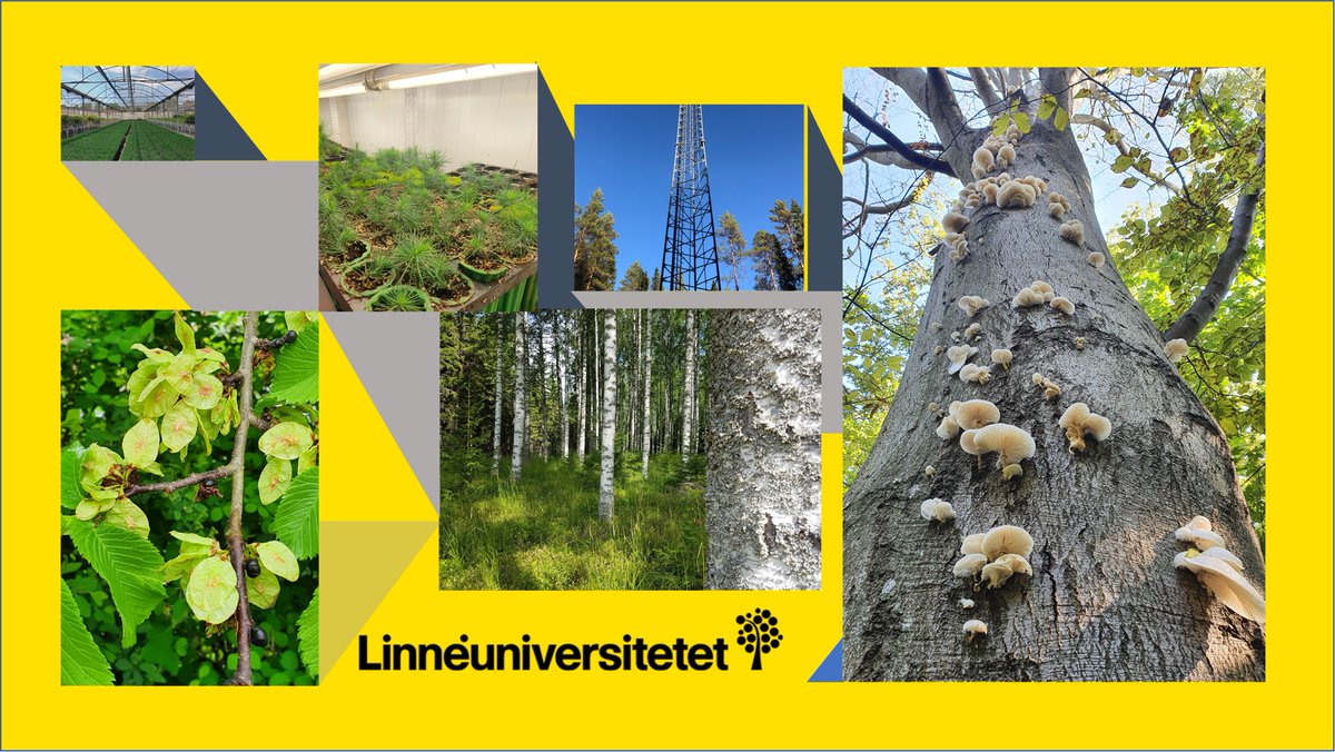 Johanna Witzell (@johanna_witzell) on Twitter photo Join our growing team of forest scientists! We are looking for two post-doc researchers and three PhD students to work with digitalization of forestry and forest health <a href="/linneuni/">Linnéuniversitetet Linnaeus University</a> <a href="/SkogOchTra/">Linnéuniversitetet Skog och trä</a> More information and links to the application portal: bitly.ws/BRyI Join our growing team of forest scientists! We are looking for two post-doc researchers and three PhD students to work with digitalization of forestry and forest health <a href="/linneuni/">Linnéuniversitetet Linnaeus University</a> <a href="/SkogOchTra/">Linnéuniversitetet Skog och trä</a> More information and links to the application portal: bitly.ws/BRyI