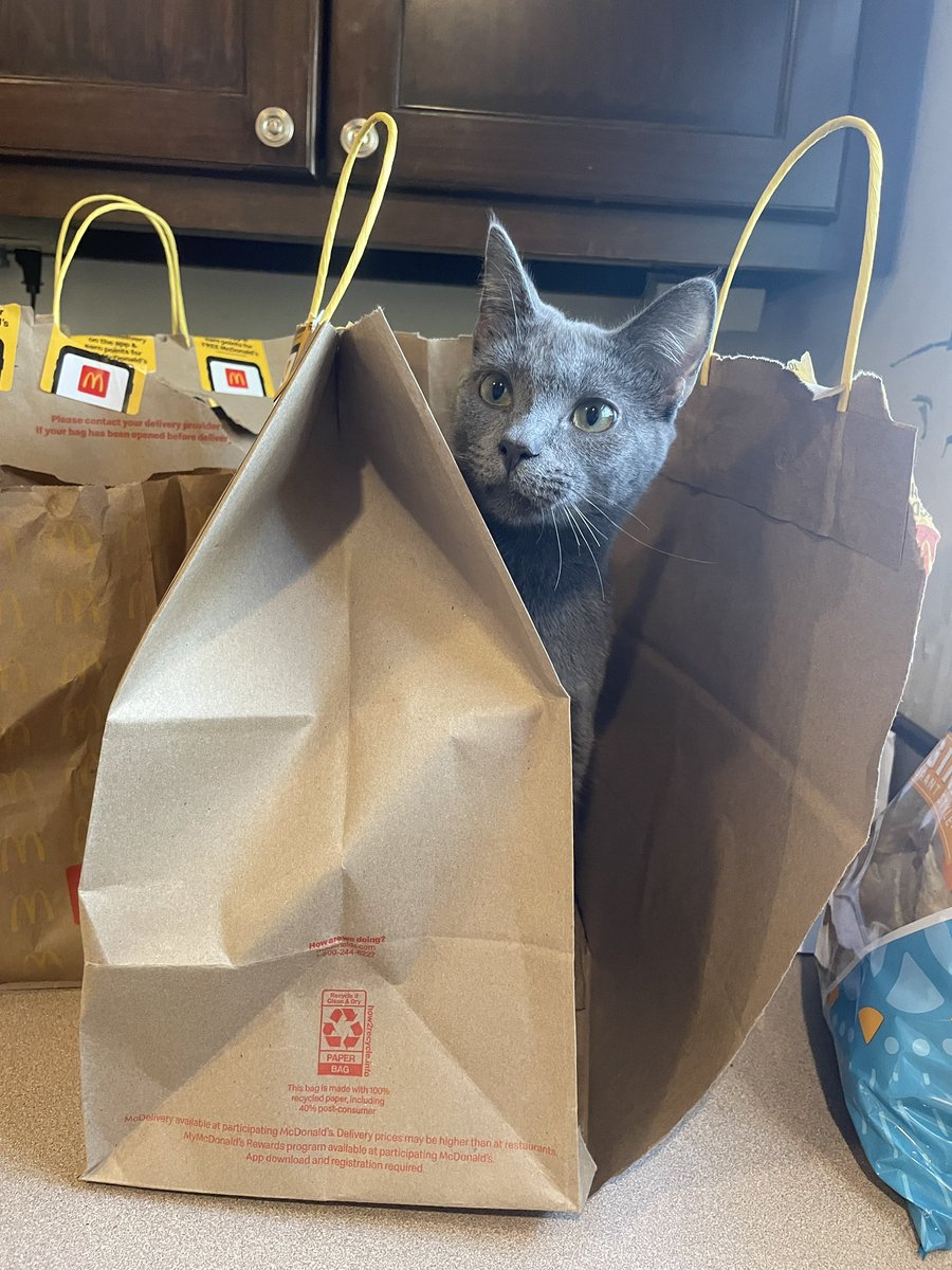 I want some @mcdonalds from <a href="/DoorDash/">DoorDash</a> I sure have grown! #CatsOfTwitter #cat #cattwitter #CatsOnTwitter #catlover #meow #TheWire #McDonaldstwt #doordash #CatPicture