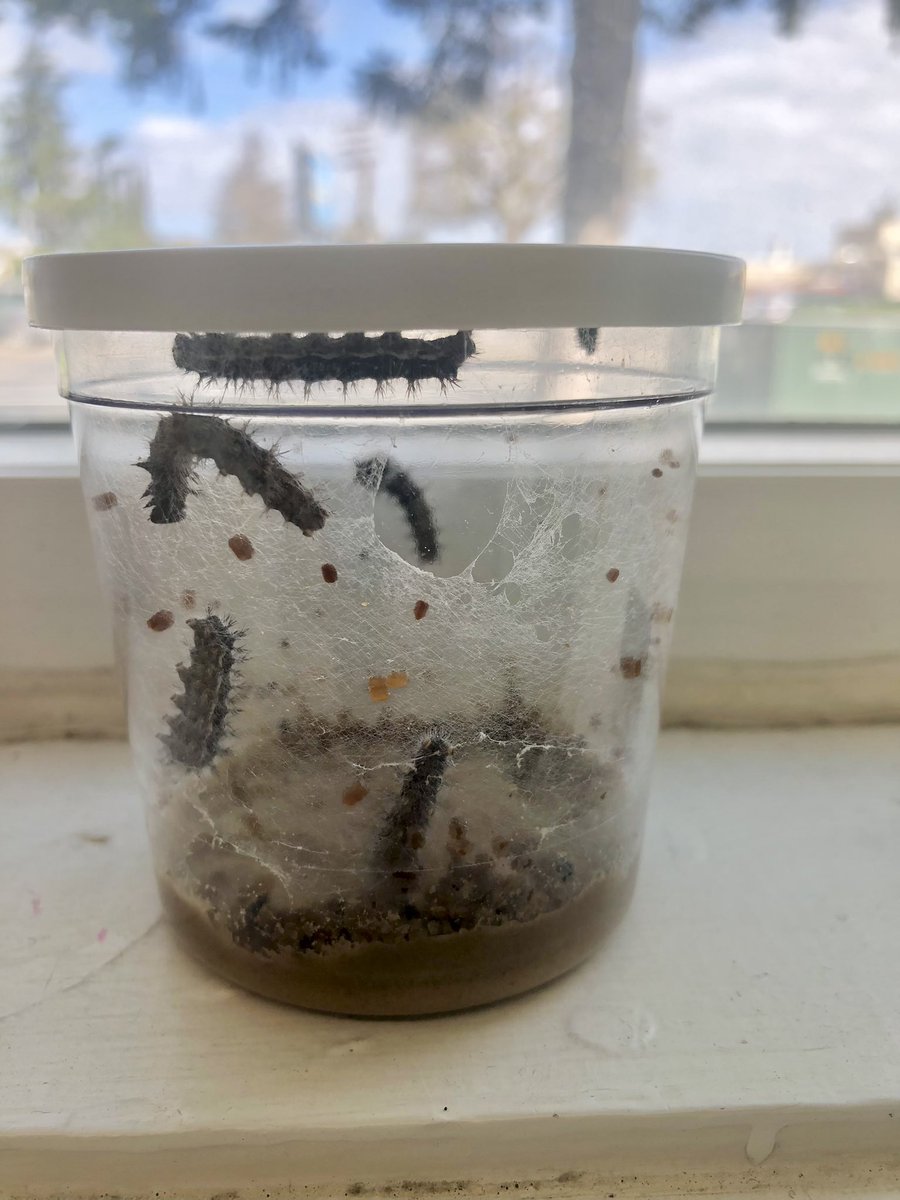 Happy 1st day of spring! That means we caterpillars at preschool! 🐛