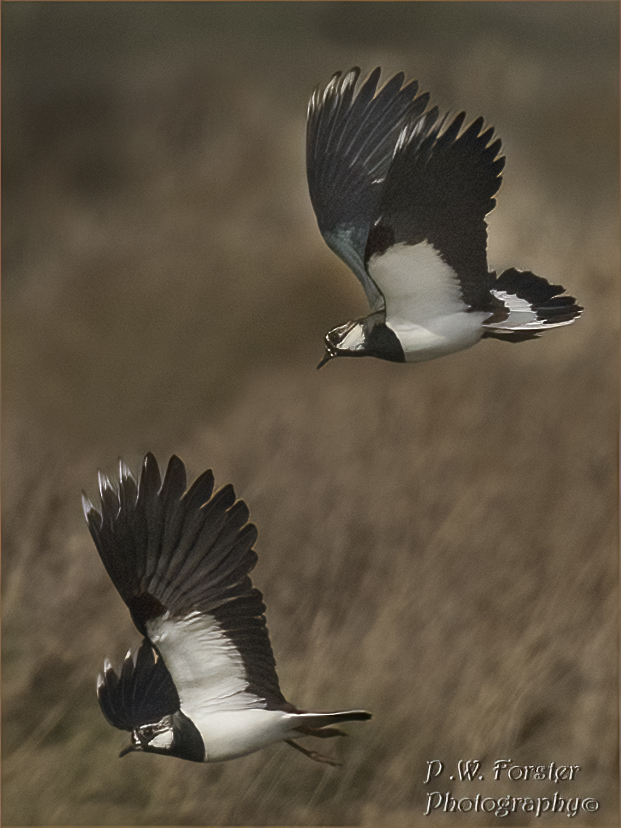 paul230156's tweet photo. lapwings in dispute North Gare
@teesbirds1 @WhitbyNats @WildlifeMag @Natures_Voice @wildlife @ynuorg @clevelandbirds @teeswildlife @TeesCoast @DurhamBirdClub @TeesmouthNNR @RSPBSaltholme @YWT_North @YorksWildlife @NTBirdClub #7dM11 https://t.co/bjwNGMlNCL