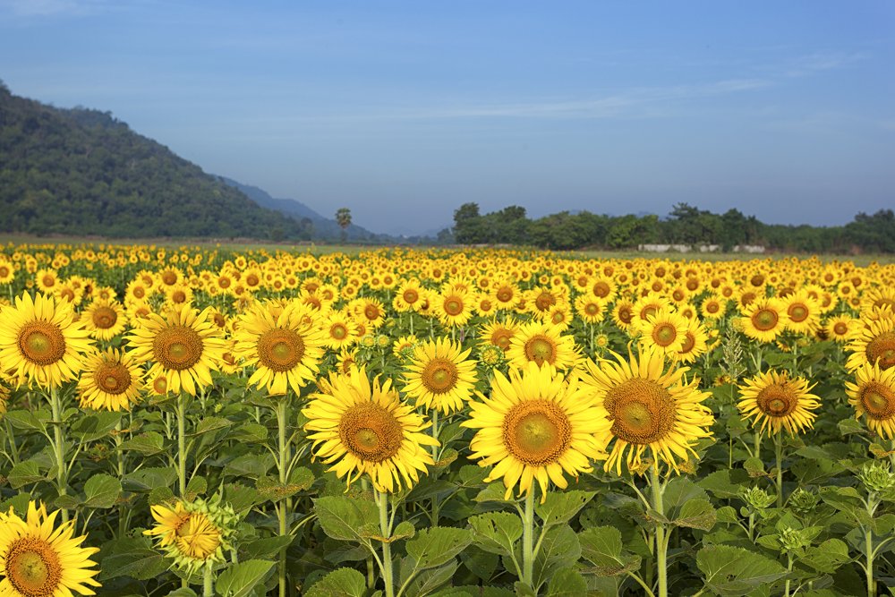AngieRidley's tweet photo. While pretty, you can't help wonder why the sunflowers are staring at you. Is it the start of a flowerpacalypse? https://t.co/ry1fZfBRia