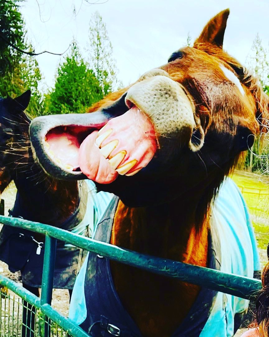 serenityequine's tweet photo. Happy First Day of Spring from our goofy boy Eddie!! 🌷🌻🍀🌤 https://t.co/Ghl1EPHeUB