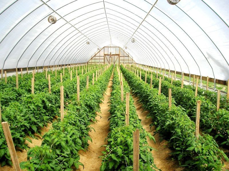 Modern farming techniques such as greenhouse farming can uplift the standards of crop production to a huge extent. #GreenhouseFarming