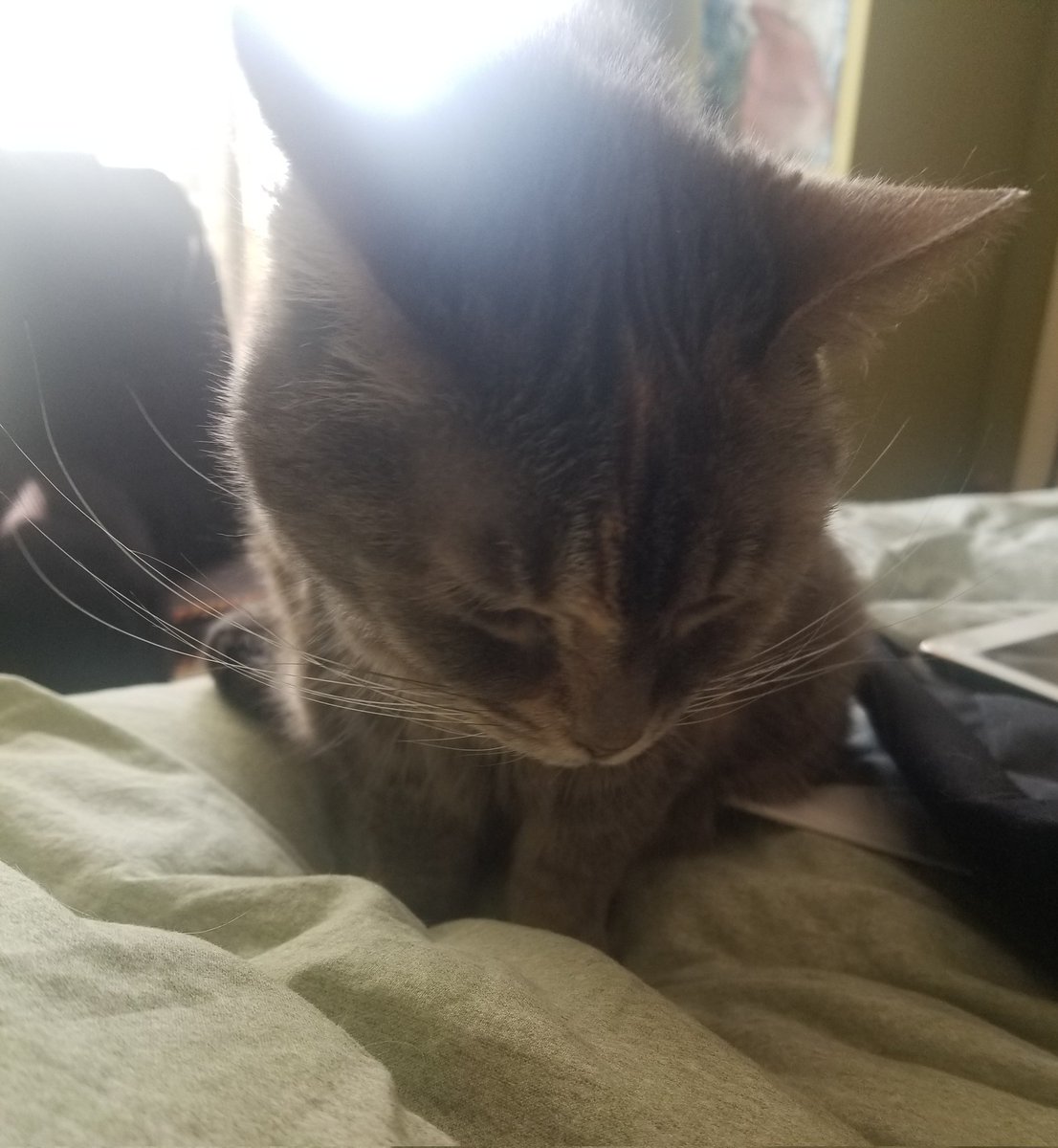 prim8cohen's tweet photo. @ChimpsAhoi Kida's whiskers have been SO majestic lately https://t.co/WoOjsgmkR2