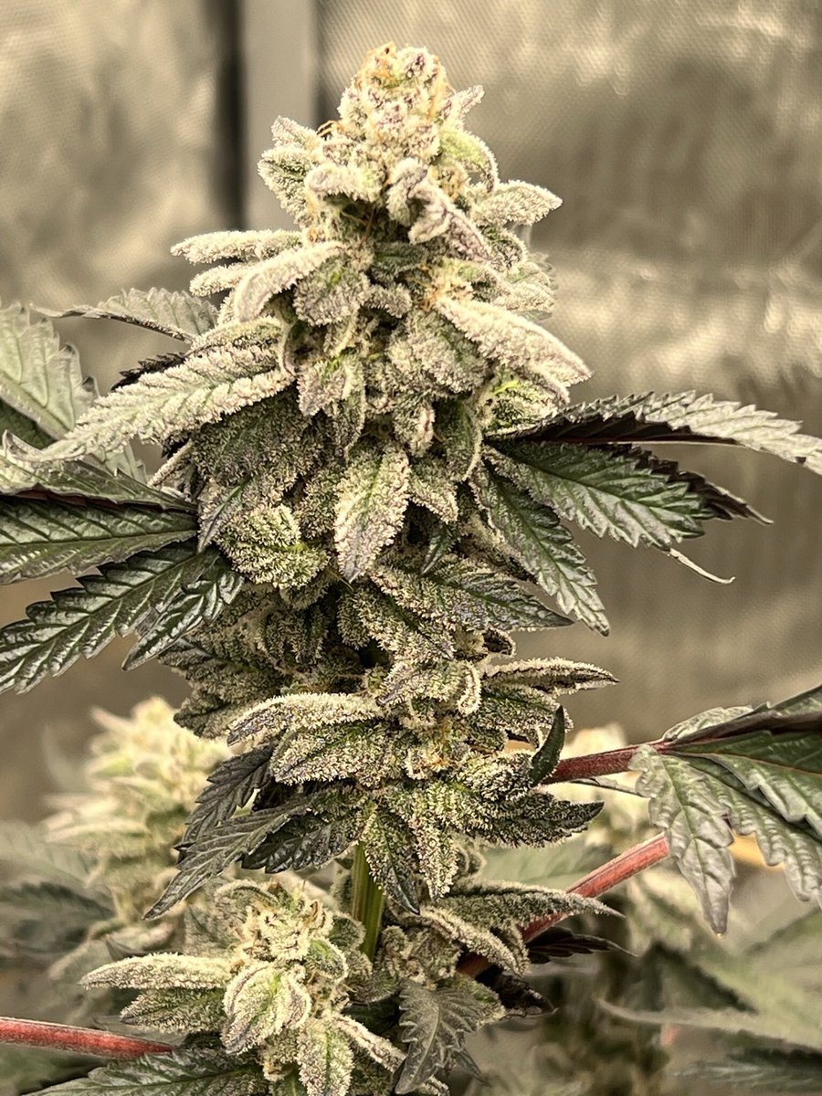 gOregonix's tweet image. White Burgundy 😍🥶🧬by @beleafcannabiss grown by me🌱💚