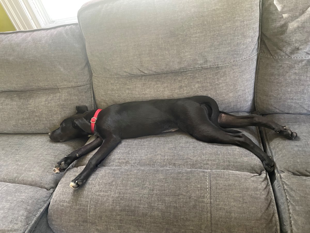 Check out this cute animal who moved in with us over the weekend!  Here's her story from <a href="/DogStarRescue/">Dog Star Rescue</a> 
facebook.com/photo/?fbid=77…