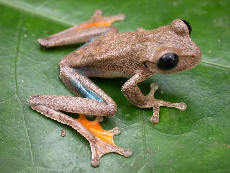 Did you know? 

Over 7% of global frog species, are found in 0.7% of the world's land area - on the island of New Guinea.

Oliver et al. (2022) documented over 500 species and suggested there may be over 200 more to be scientifically described.

amphibiaweb.org