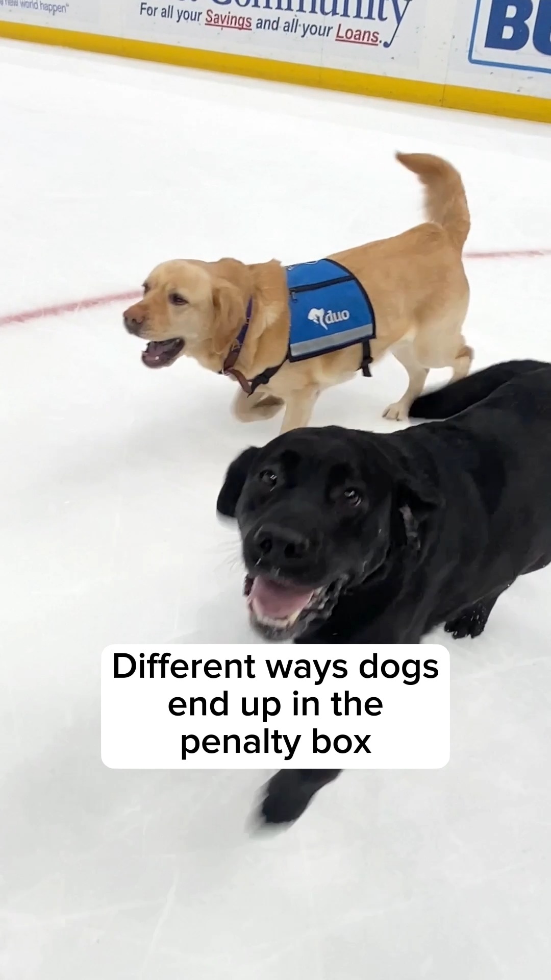 St. Louis Blues on X: Sometimes even the goodest boys end up in