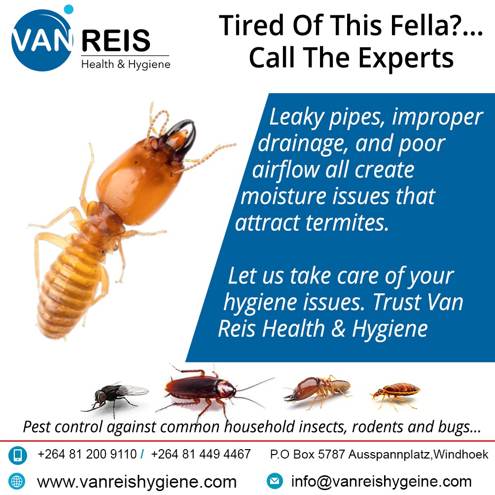 Termite Treatment Windhoek