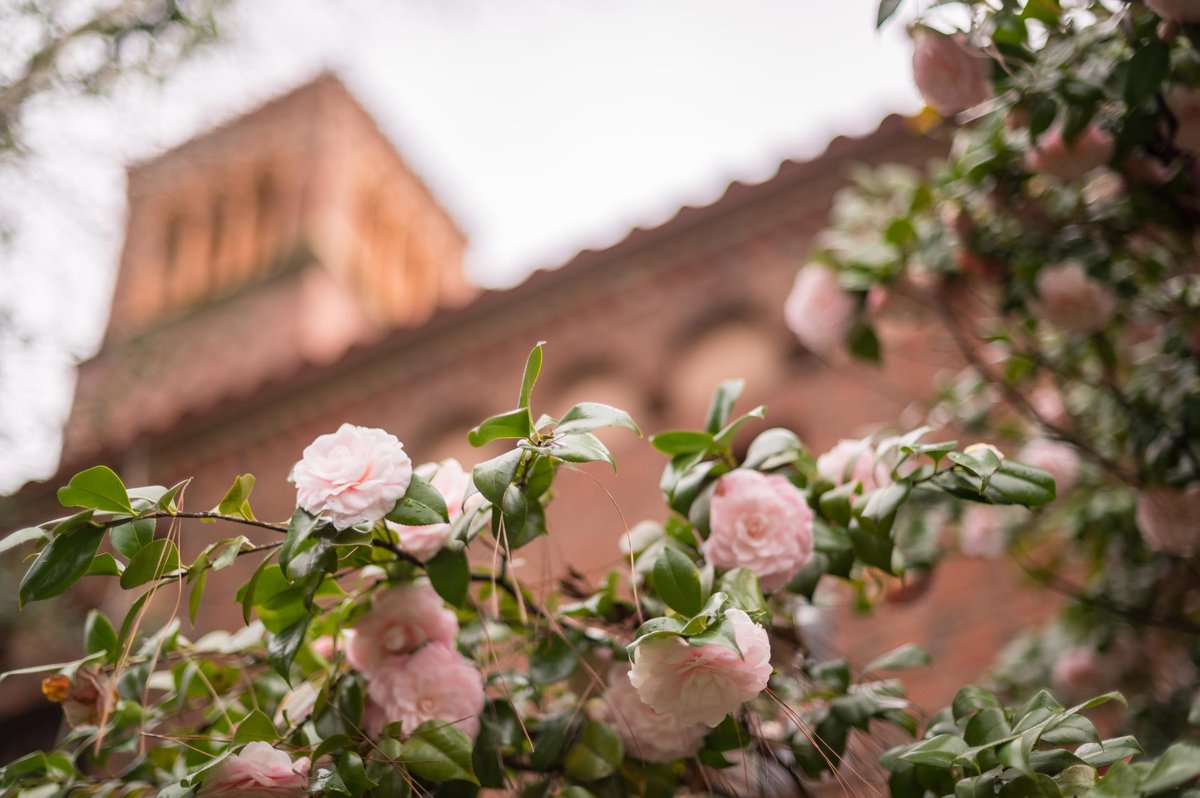 ChicoState's tweet image. In our Spring Era.🌸🌹#ThisIsChico 

📸: Photos by @JasonHalley_CSU