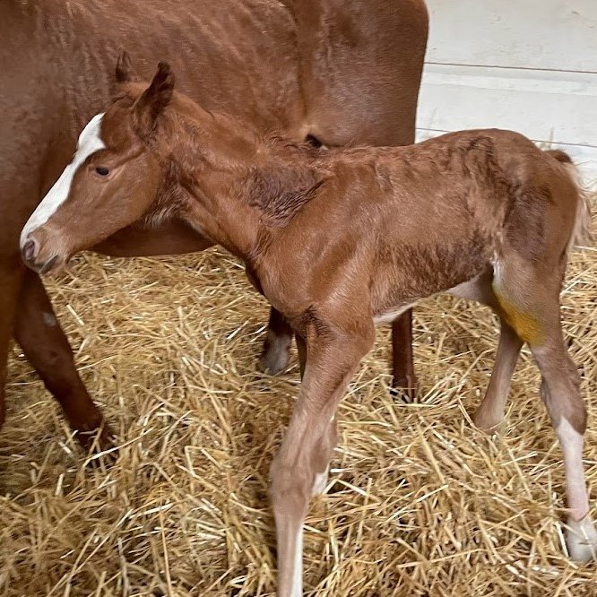 Very happy with our Showcasing colt from Zeyran, our black type producing Galileo mare 😎