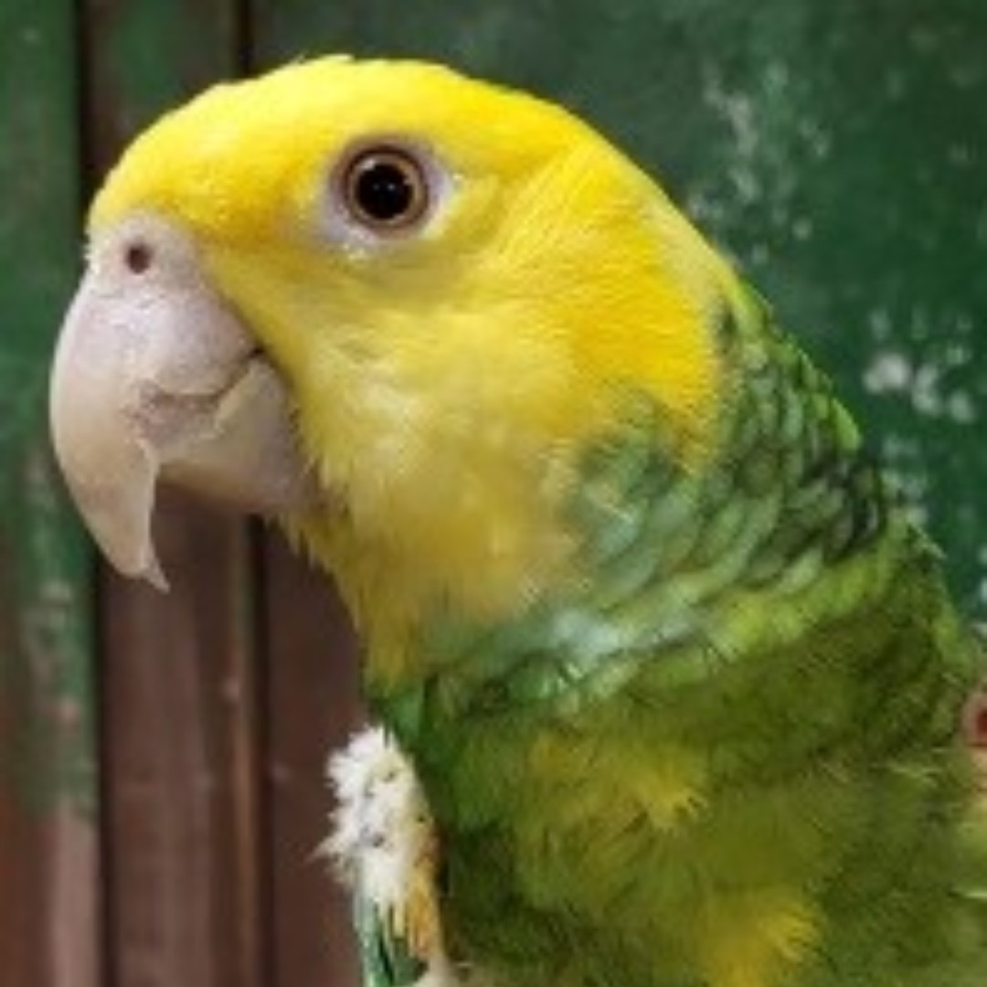 garuda_aviary's tweet photo. Meet Serena, our aviary's most talented opera singer.

Learn more about our flock today: https://t.co/0jgbq6rKY9. https://t.co/XhycqM3Qh8