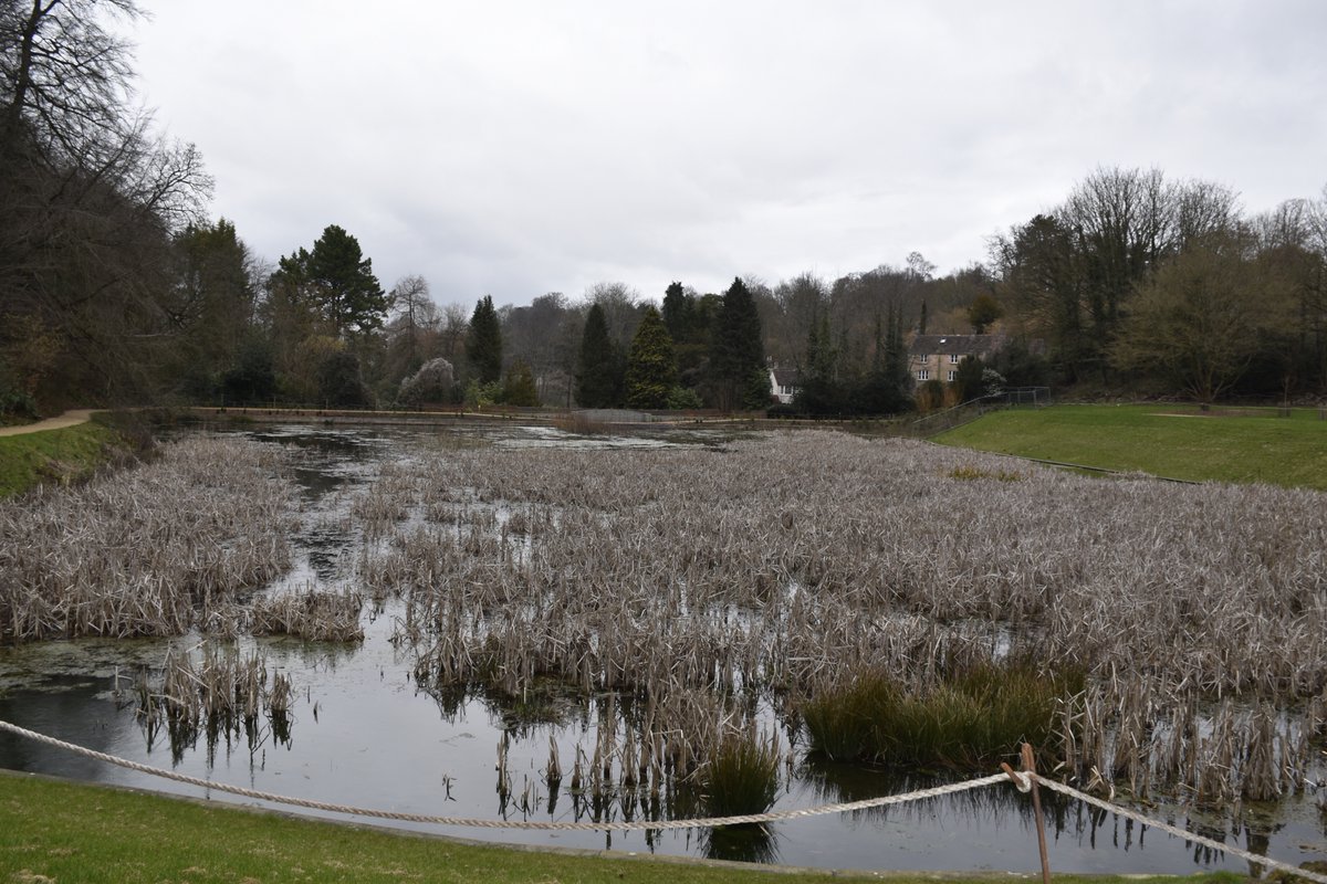 NTinBath's tweet photo. The lower lake at Prior Park - before the bulrushes were removed and after. What a difference two weeks make.
#DamsProject #Reflections #PriorPark https://t.co/WWZ08rF7w6