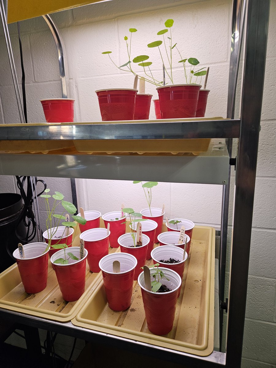 MrBell_Educator's tweet photo. Wildflowers planted by some of my Environmental Science students not long ago! Happy 1st day of spring everyone! 🪻🌺 🍀🌹🌞 https://t.co/F2Rno2HULV