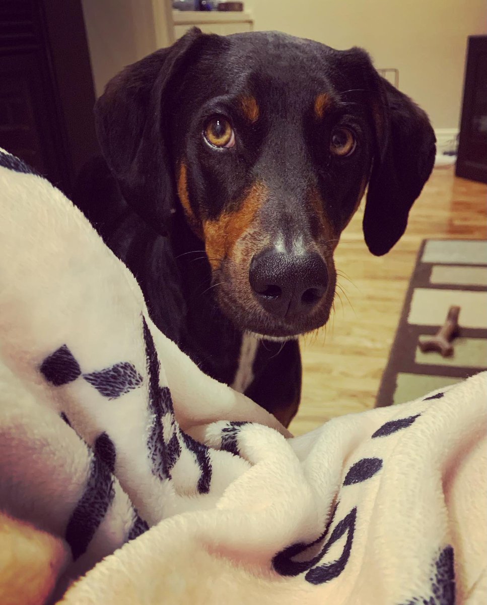 gema_zamarro's tweet photo. All #petsofAEFP #dogsofAEFP be like 
this these days
You are not going to that #AEFP2023 thing righ?                        Right? https://t.co/28Ofdv1Jmm