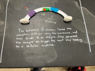 BedCoSchools's tweet image. Recently Mrs. Weise's #APBiology students at #SCHS modeled cell signaling in 3 stages: reception, transduction &amp;amp; response in gated ion channels, G protein &amp;amp; tyrosine kinase receptors. Then they conducted a "taste" lab where they changed the cell response to certain foods! #BCS