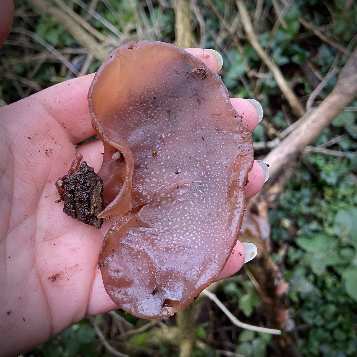 Ear ear #auriculariaauriculajudae #jellyear #woodear #fungi