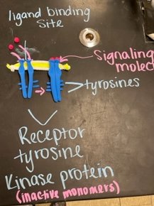 BedCoSchools's tweet image. Recently Mrs. Weise's #APBiology students at #SCHS modeled cell signaling in 3 stages: reception, transduction &amp;amp; response in gated ion channels, G protein &amp;amp; tyrosine kinase receptors. Then they conducted a "taste" lab where they changed the cell response to certain foods! #BCS