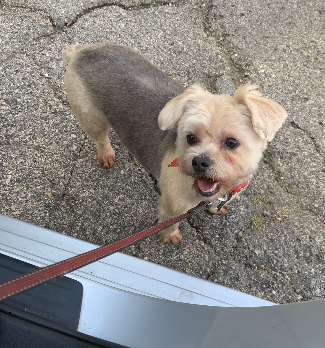 cybersygh's tweet image. This is my dog Hazel