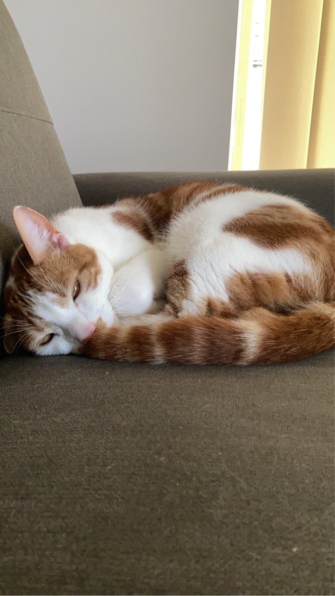 Happy Monday everyone😀 #MondayMood #MondayMotivation #CatsLover #CatsAreFamily #CatsOfTwitter #CatsOnTwitter #animal #Gingercat #gingerloaf #cute #sleep