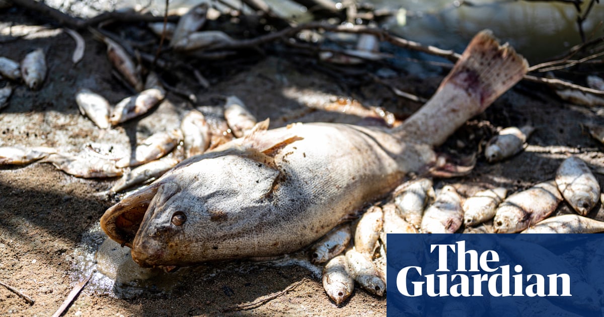 #SaveOurDarling #Baaka #fishkill2023 #Barkandji “The Baaka is our culture; to see the fish like this and to smell the fish is just unbelievable....The whole of Australia should be fighting for this river...” - D. O'Donnell, Malyangapa-Barkandji, #Menindee buff.ly/40oLmVN