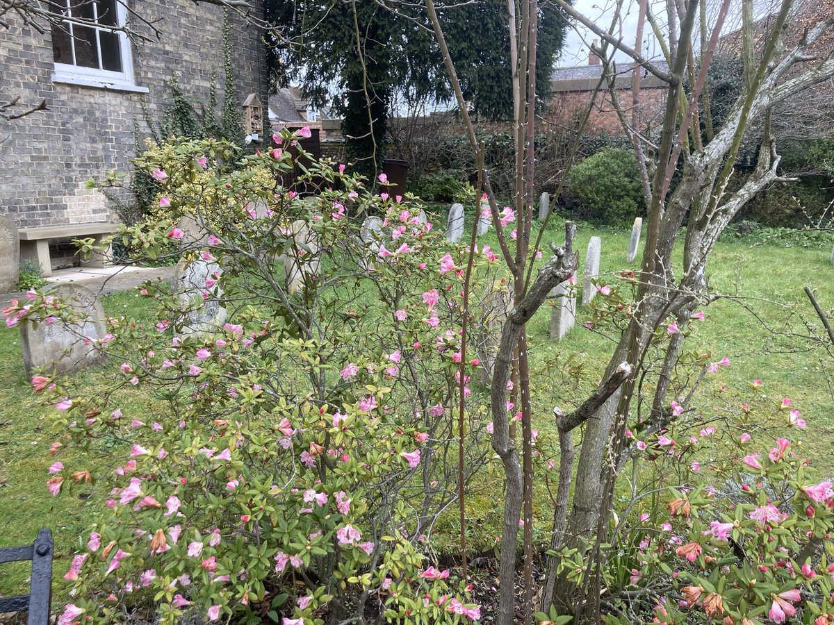 Our meeting house garden was looking very spring like for a very gathered meeting for worship on Sunday, which included several lively children.  Attendance at our Tuesday meeting, 1-130 is also increasing  &amp; we have a Wednesday zoom meeting at 730pm.