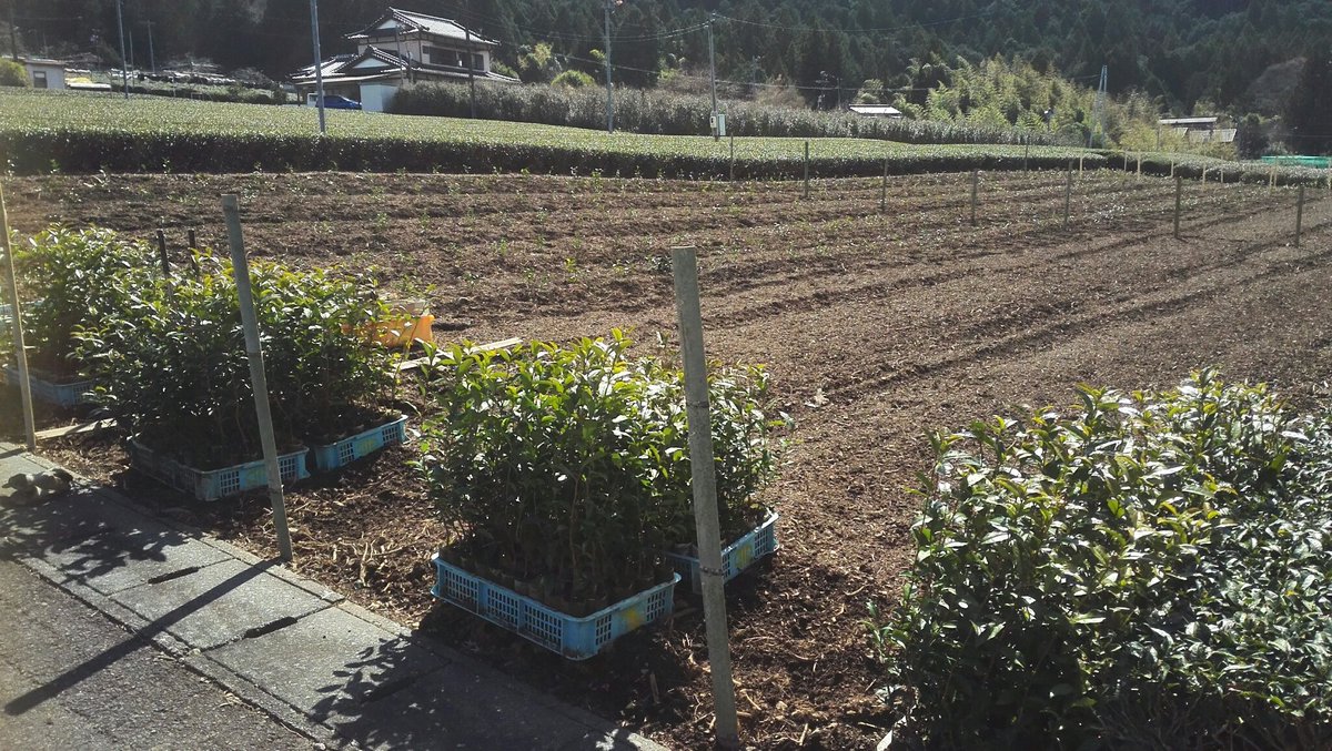 villa_verte's tweet photo. 今は亡き
茶品種改良のカリスマと
川根茶名人の夢を
繋いでいます
#teacultivar #japantea #kawane #masui https://t.co/JJjzaF8k8z