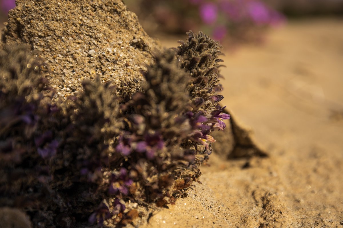 Anza-Borrego DRC tweet media
