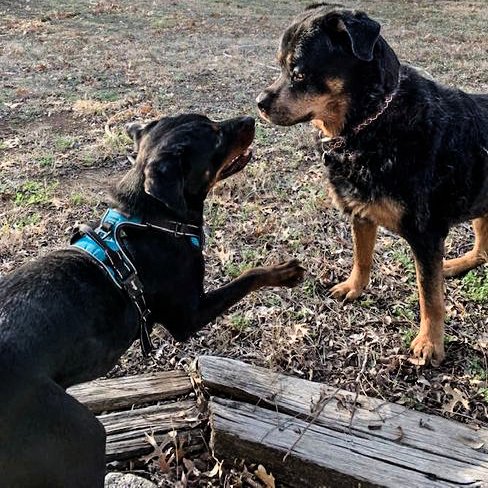 hexco's tweet image. Our new office mascot with longtime office dog, Cheska #dogs #dogsoftwitter #Mondayvibes #friendship